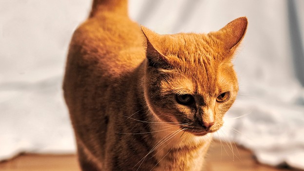 orange tabby cat standing on wood floor