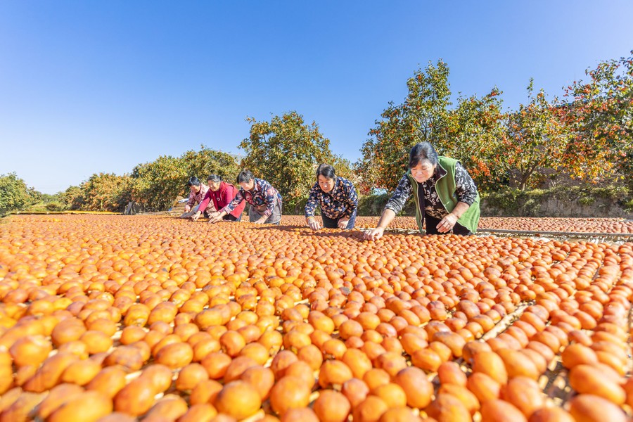 Several people lean over in a field to arrange persimmons to dry.