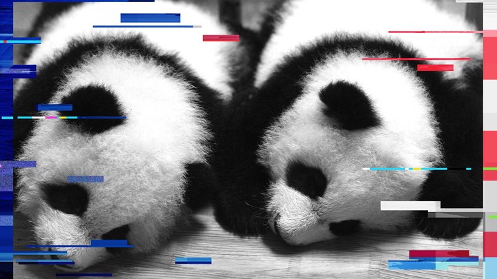 A pair of 100-day old panda twins are seen at the Chengdu Giant Panda Breeding Center, in 2007.