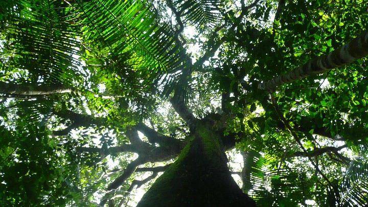 The Amazon Rainforest Was Profoundly Changed By Ancient Humans The Atlantic