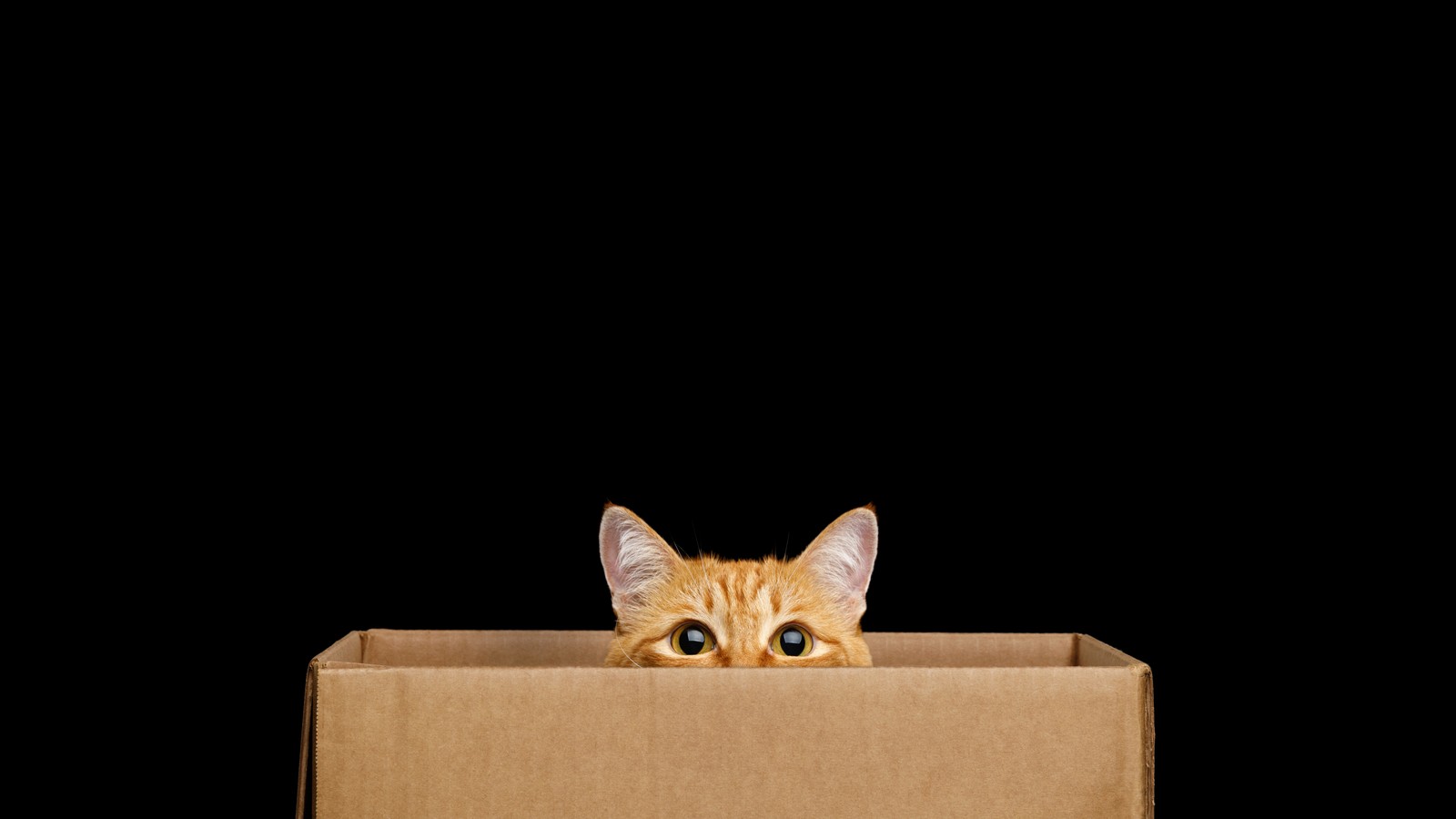 business cat meme box