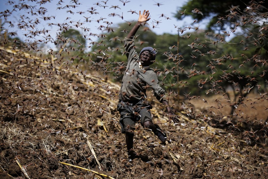 A boy runs through a swarm of locusts on a hillside.