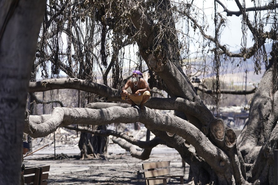 A person squats on a thick horizontal branch of a burned tree.