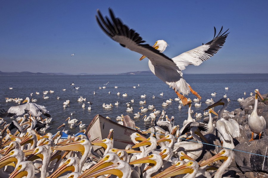 Many pelicans gather on a shoreline.
