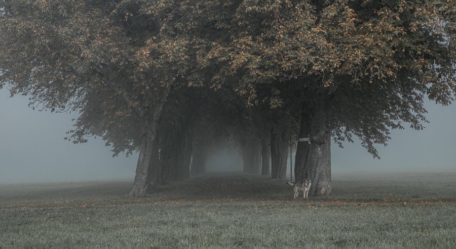 A dog stands along a misty lane among trees.