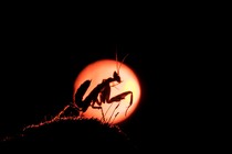 A silhouette of a praying mantis