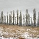 A barren snowy field with crows flying across