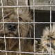 A dog stares out from its cage.