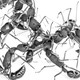 Indian jumping ants policing a female