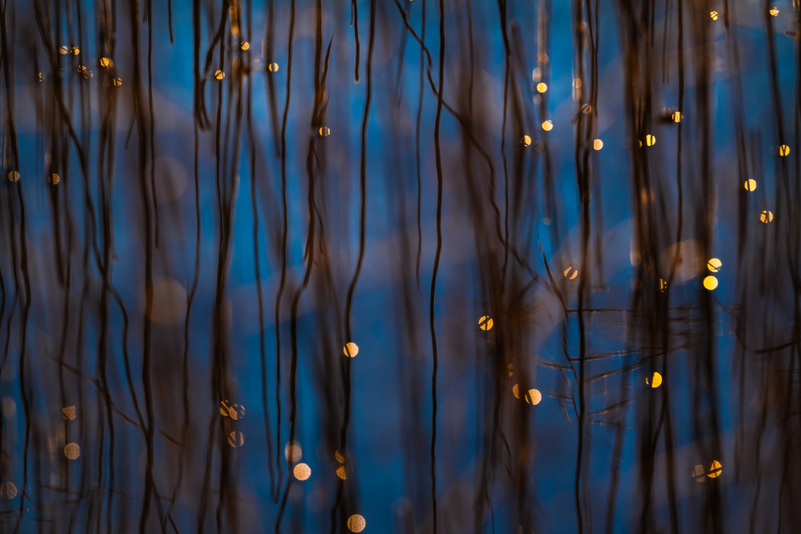 An abstract view of reeds and reflections on a still lake surface