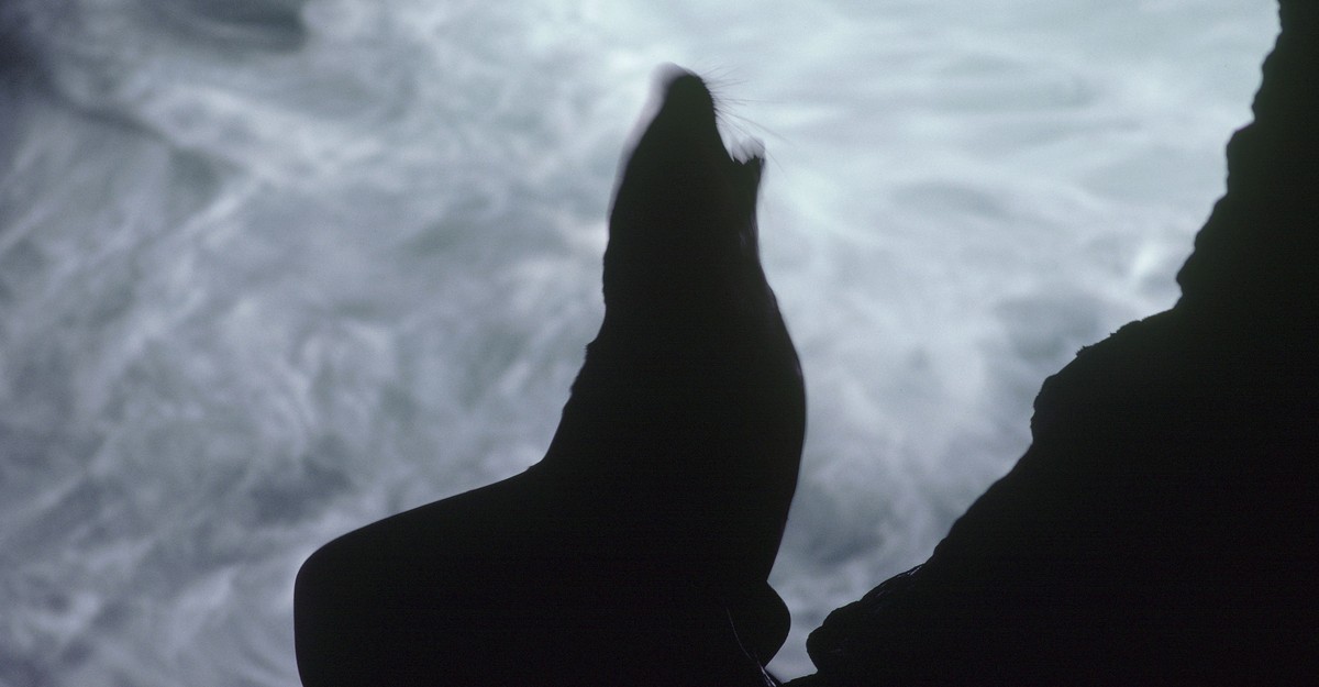 How Many Sea Lions Must Die?