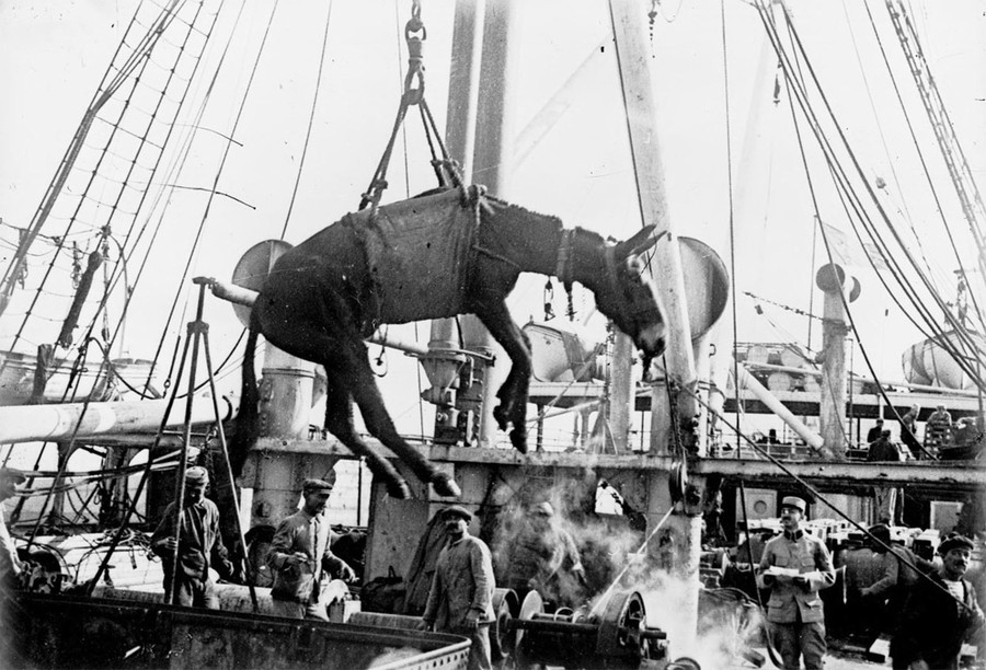 pic World War 1 Photos Animals In The War The Atlantic world war i in photos animals at war