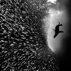 A sea lion hunting sardines, seen from below in black-and-white