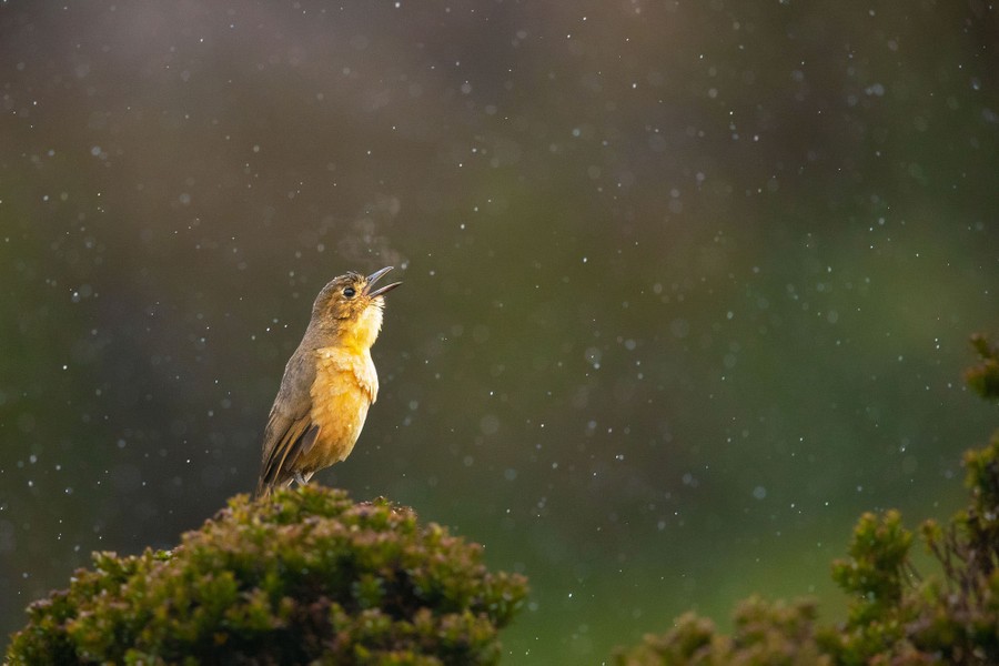 The 2020 Audubon Photography Awards - The Atlantic