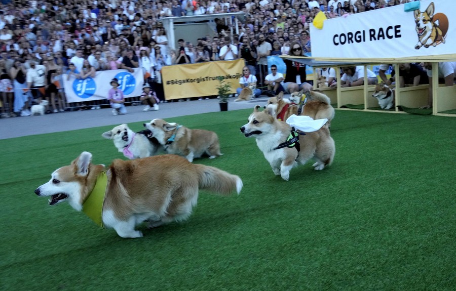 Half a dozen Corgi dogs race and bark at one another as a crowd watches.