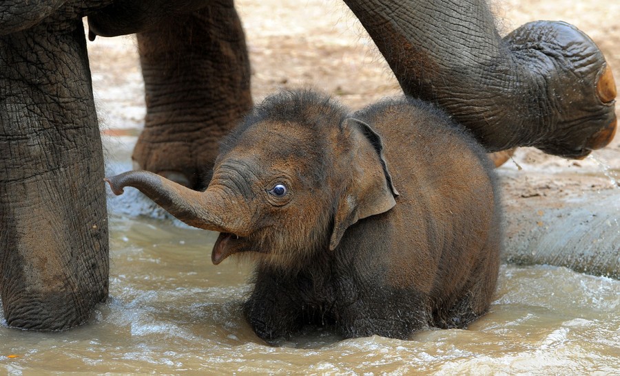 Elephants In River Stock Photo - Download Image Now - Sri Lanka