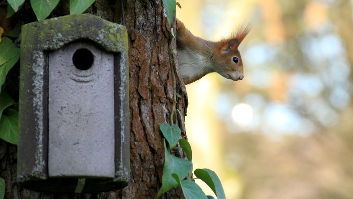 A squirrel sits in a tree next to a birdhouse.