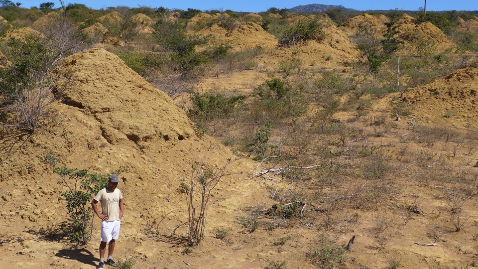 Murundus, or giant termite mounds, in Brazil