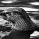 black-and-white photo of otter with mournful eyes in water