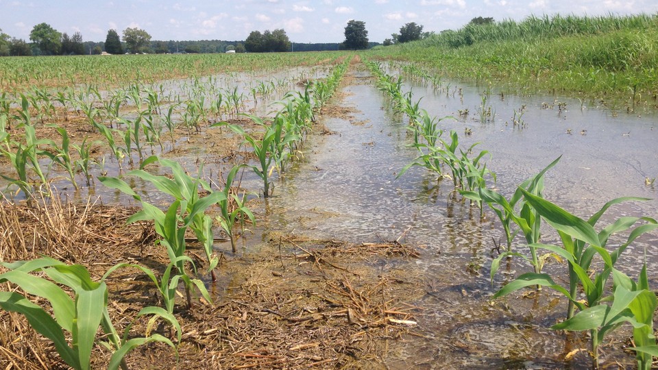 A flooded field of corn sprouts