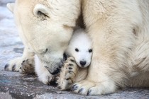 A polar-bear cub, cuddled by its mother