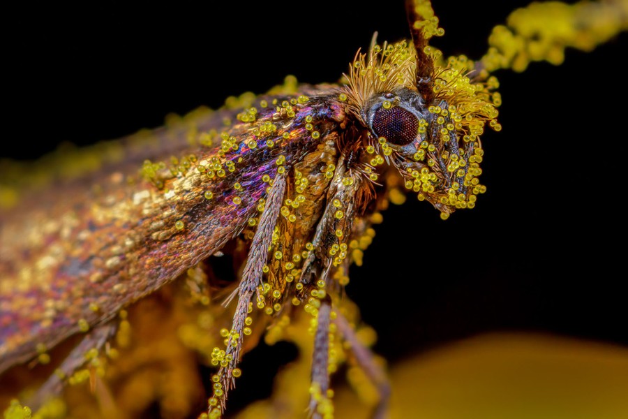 Une vue rapprochée d'un petit papillon couvert de minuscules boules de pollen dorées.