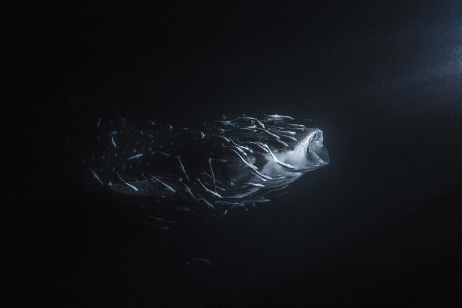 Una vista submarina de un tiburón ballena nadando a través de aguas oscuras, rodeado de docenas de pequeñas rémoras