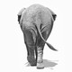 An elephant seen from the back, walking away