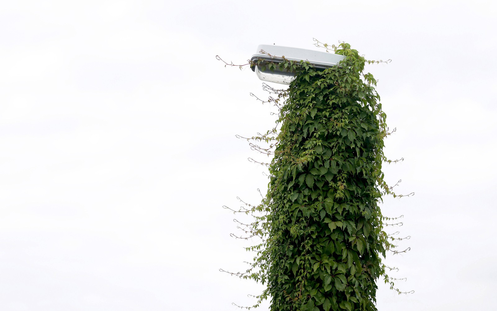 Thick ivy covers the pole of a streetlight.