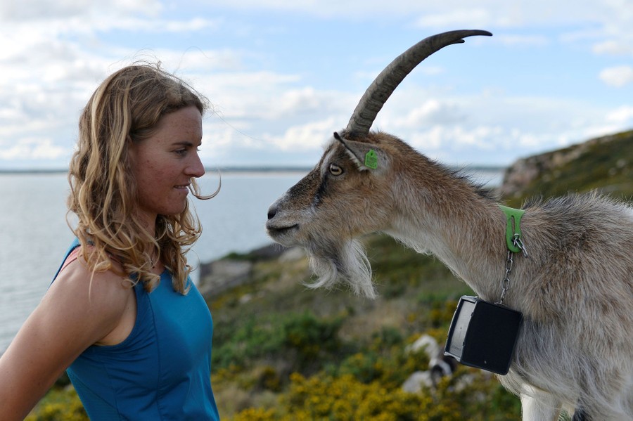 A woman and a goat look at each other while standing on a hillside.