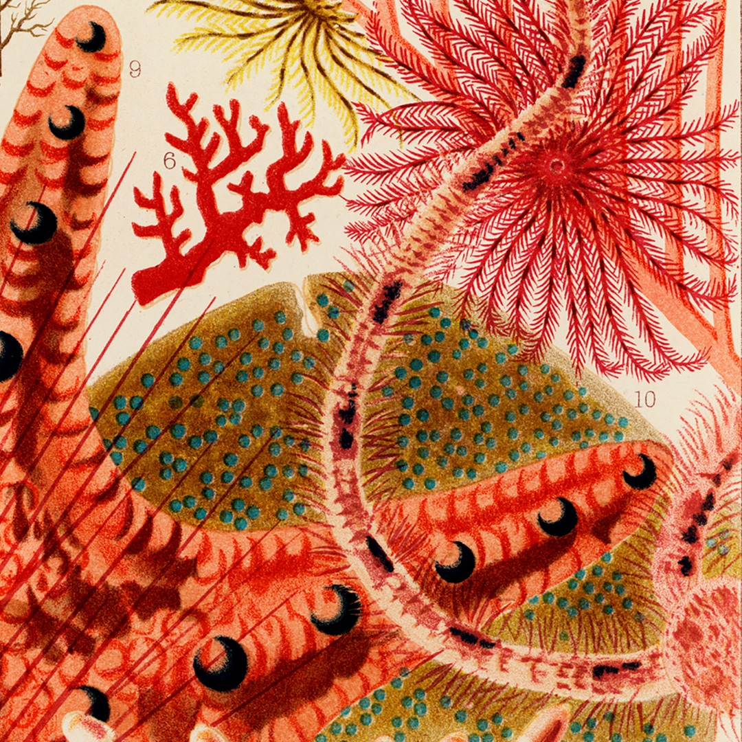 Set of Six Chromolithographs of Australia's Great Barrier Reef Set of Six Chromolithographs of Australia's Great Barrier Reef