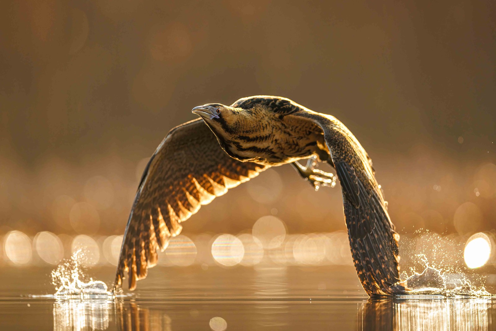 A bittern flies just above the water's surface, its wingtips splashing the calm water.