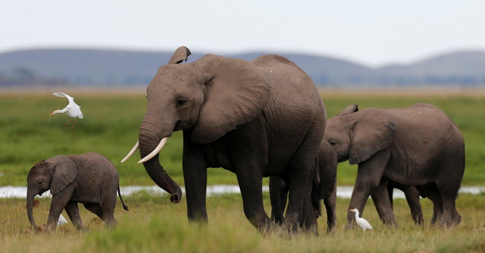 Malawi's Elephant Road Trip - The Atlantic