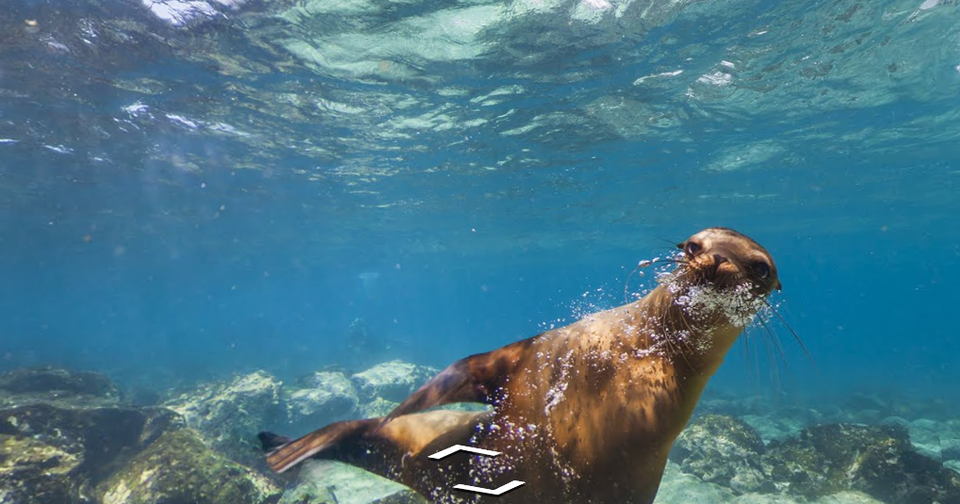 Travel To The Galapagos With Google Street View The Atlantic   Original 