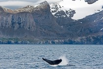A whale tail sticking out of the sea