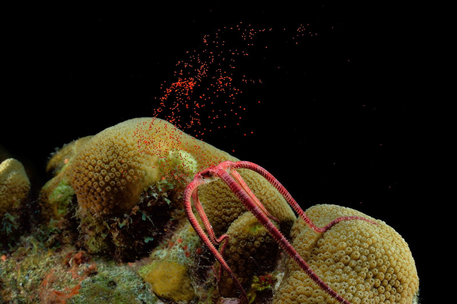 A sea star releases hundreds of small eggs.