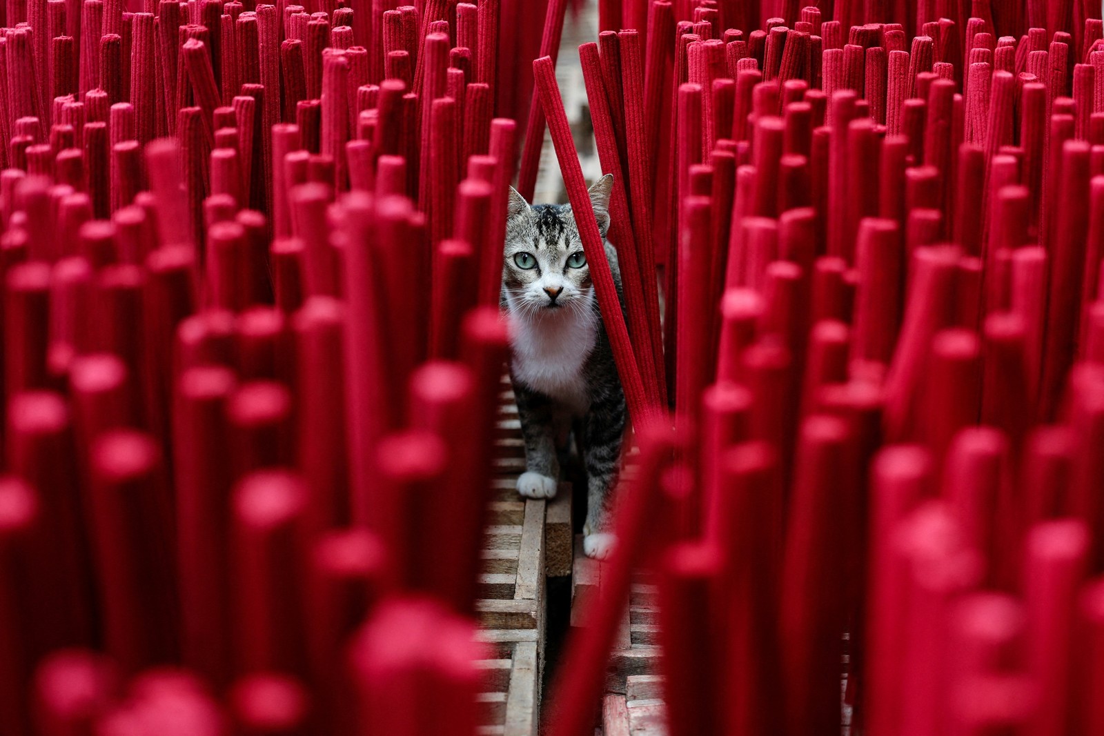 A cat walks among many drying incense sticks.