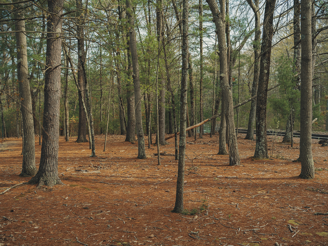photo of wooded area with railroad tracks through them in background