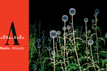 Photo of plants