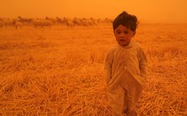 A young child walks in a field near a herd of sheep under a very orange sky.