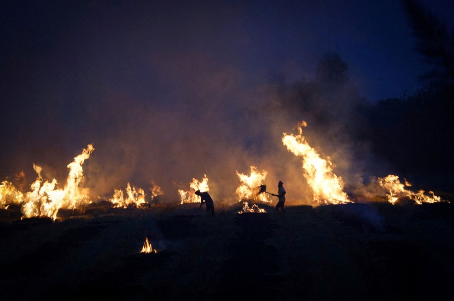 Farmers burn stubble in a rice field.