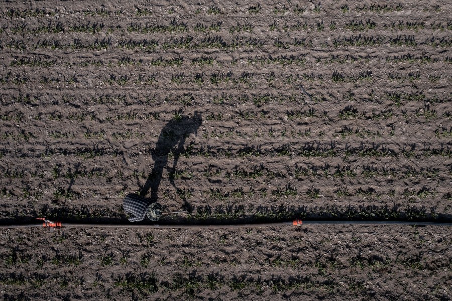 An aerial view of a worker in a sugar-beet field