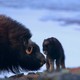 A newborn musk ox and its mother in the Arctic