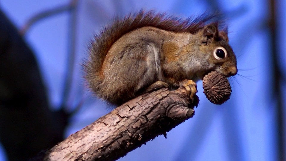 A red squirrel perched on a branch