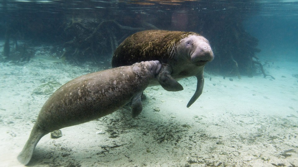 A manatee and her calf in Crystal River