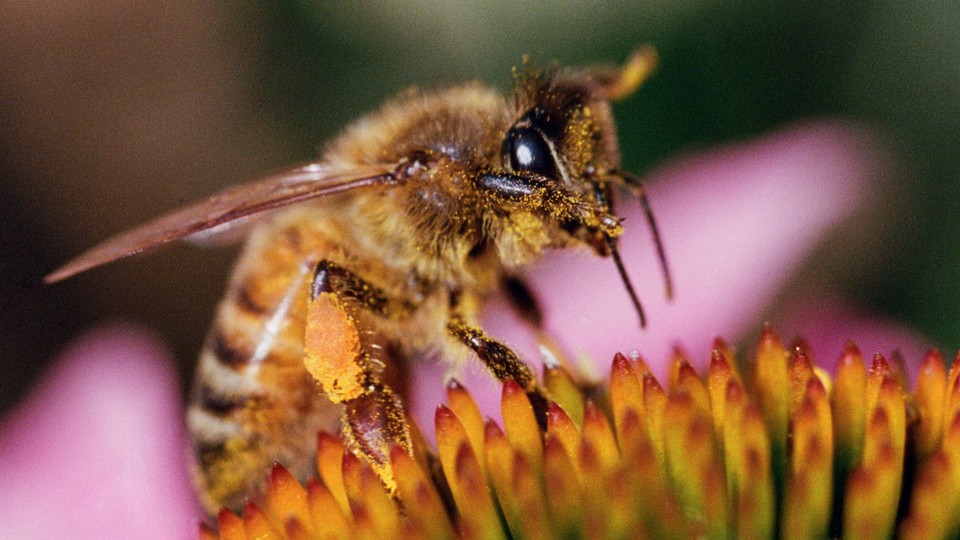 Close-up color photograph of a honeybee perched on a flower