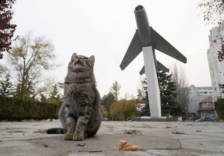 A cat looks up while sitting near a monument with an older military jet mounted on it.