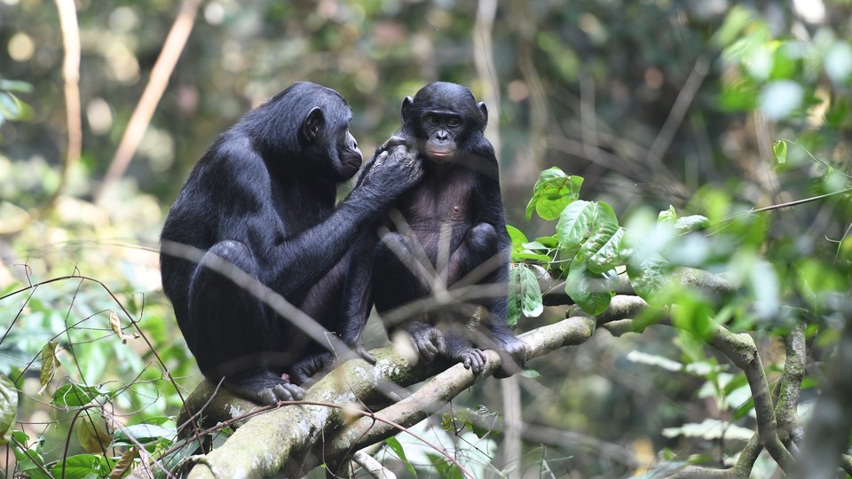 A bonobo mother grooms her son.