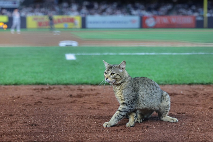 A tabby cat crouches on a baseball field.