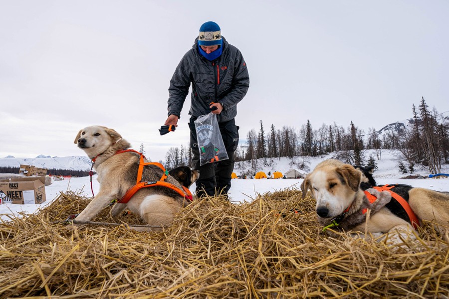 A musher leans down to put protective booties on his dogs, who are resting in straw.